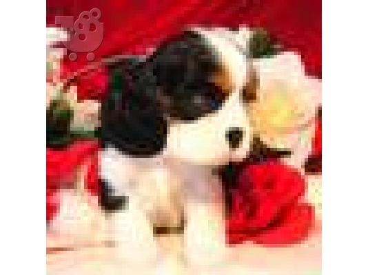 PoulaTo: King Charles Spaniel κουτάβι
